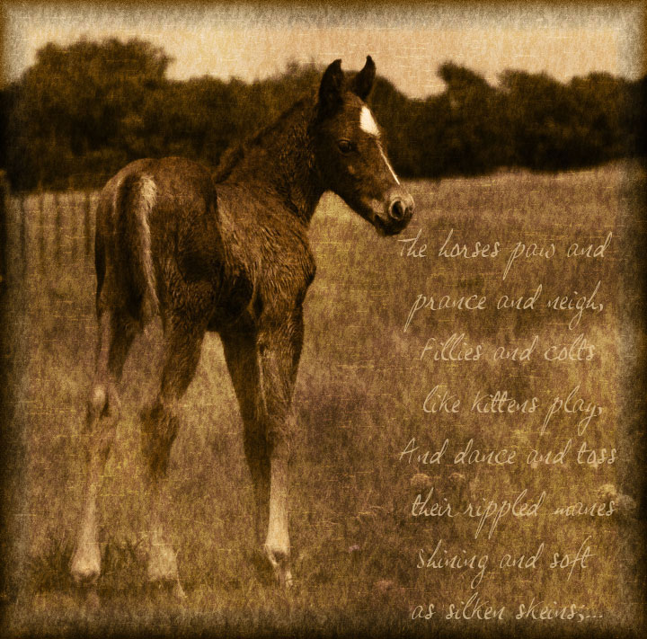 Colt