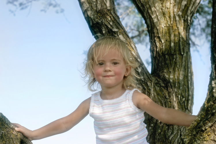 In the Tree