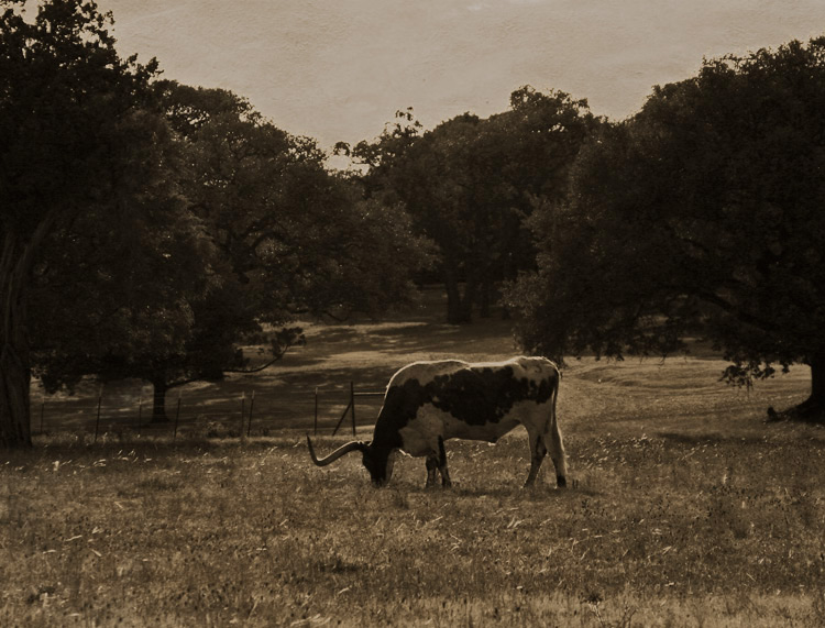 Texas Afternoon