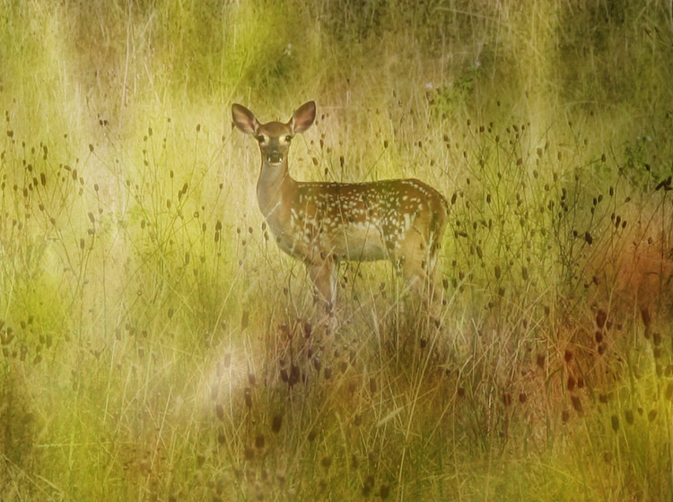 the painted field