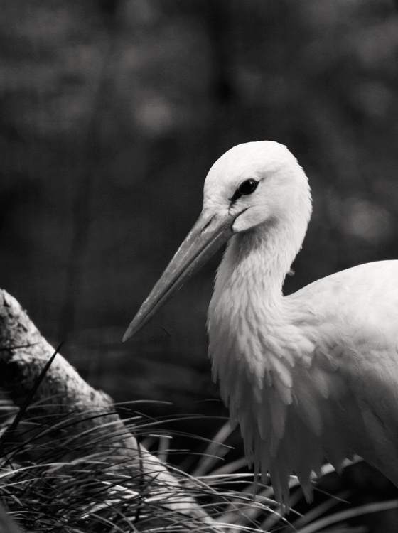 Egret