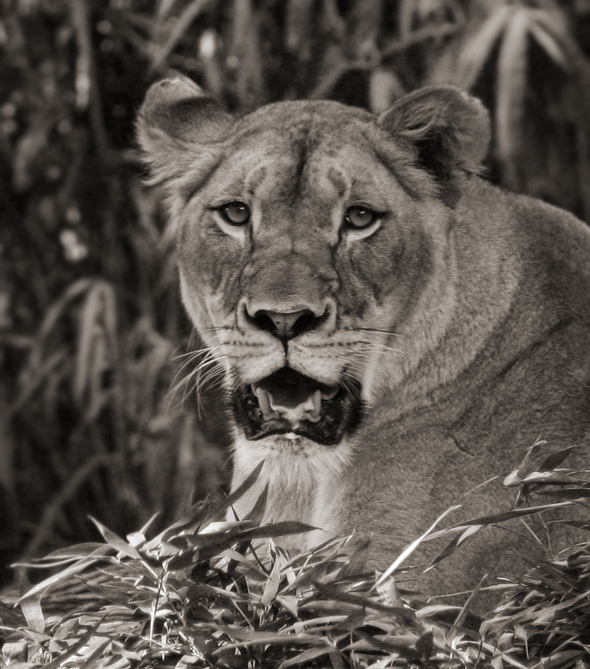 Jungle Princess