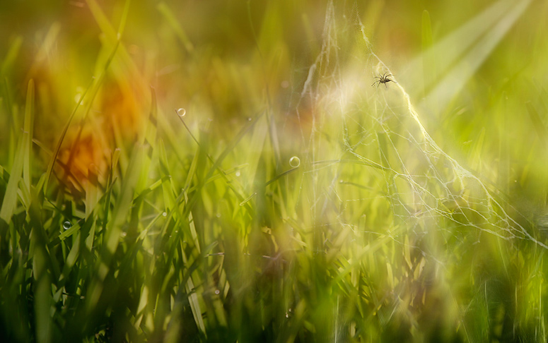 Splendor in the Grass