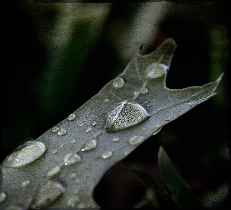 Magnify