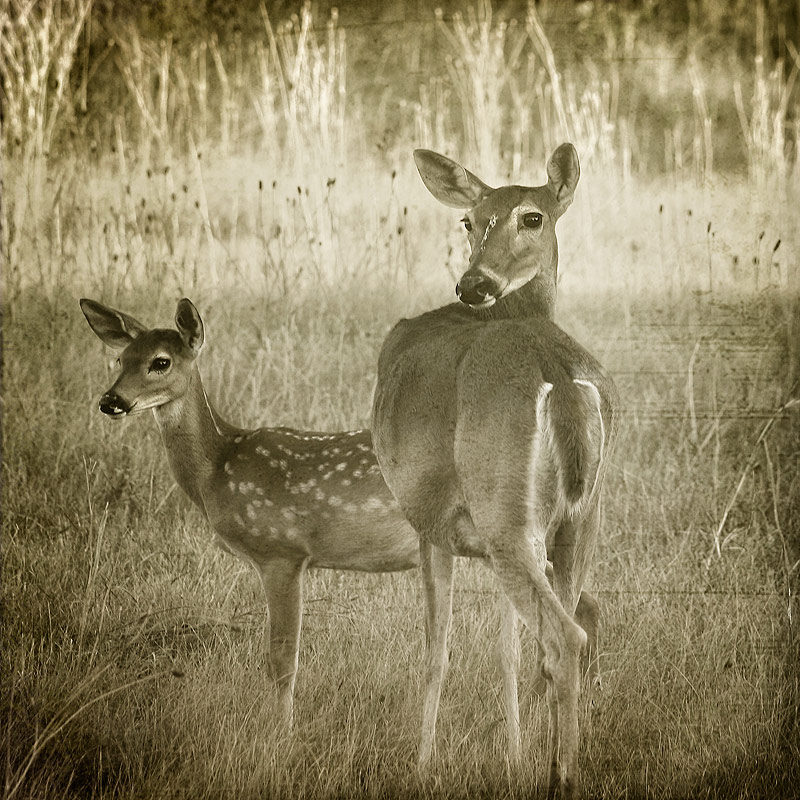 Doe and Fawn