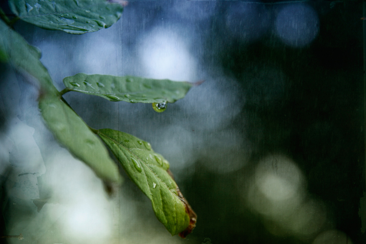 Summer Rain