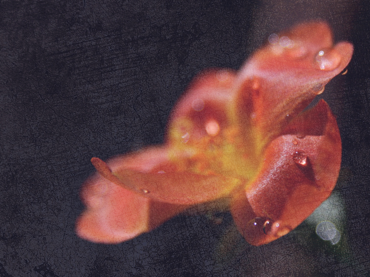 Rhapsody in Dew