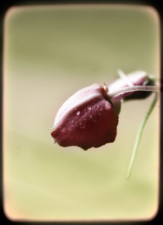 Caress