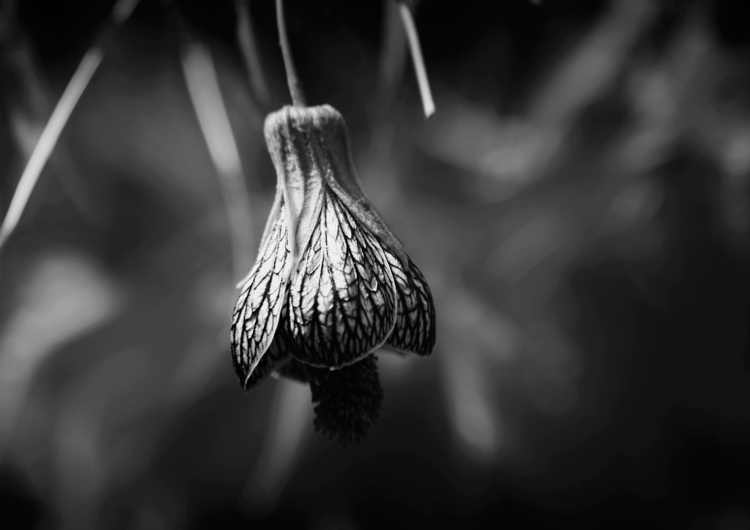 Lampshade