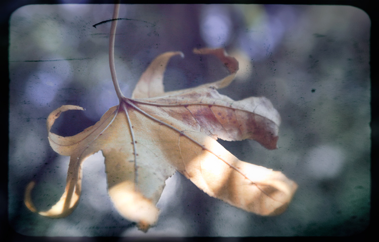 Fallen
