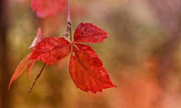 Red October