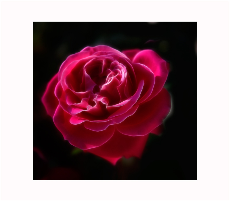 Winter Rose