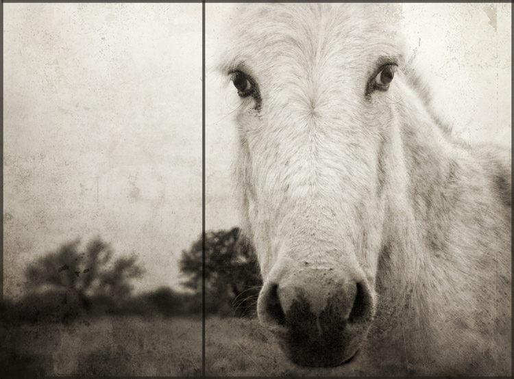 burro
