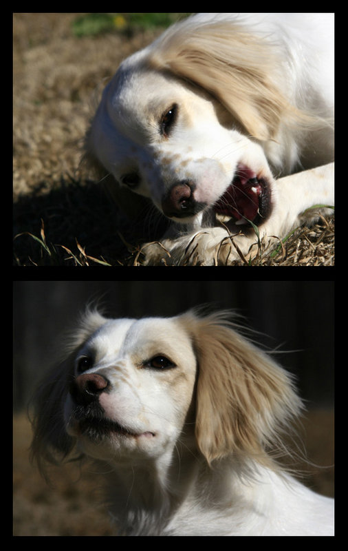 It's A Dog's Life