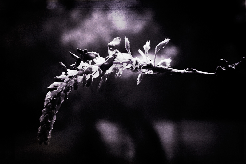 Musique de Nuit