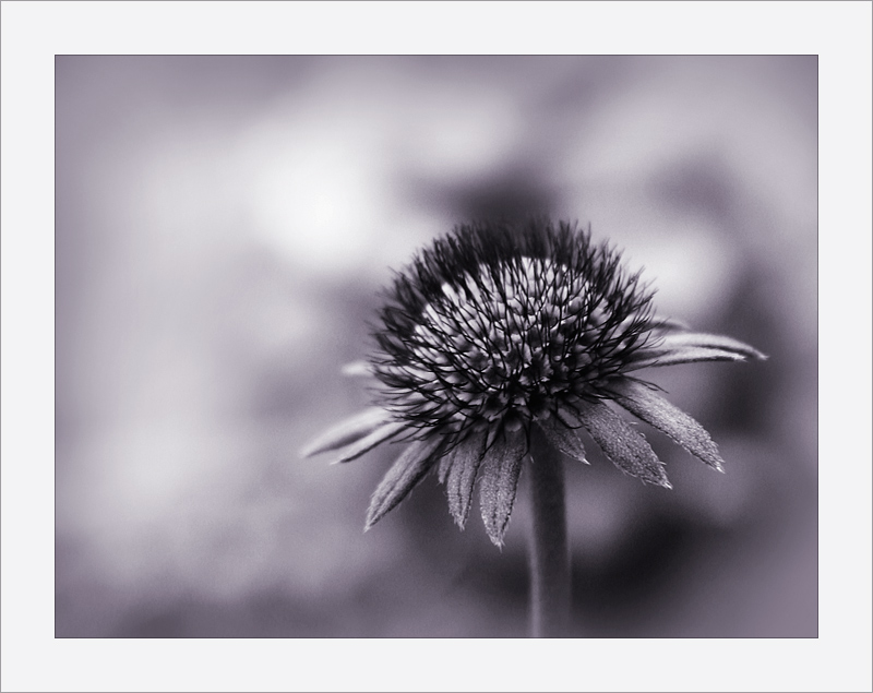 Starburst