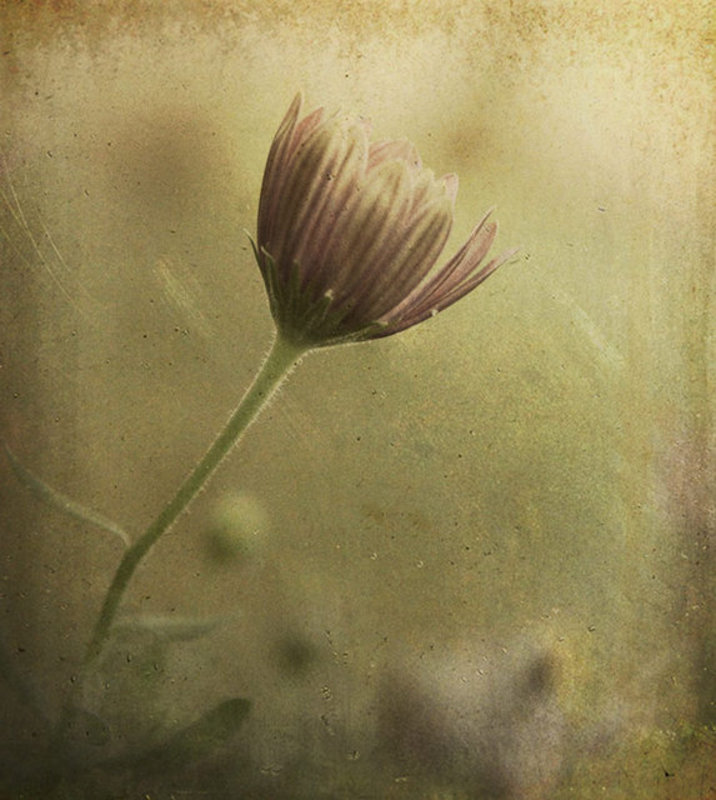 Be-Still-My-Foolish-Heart