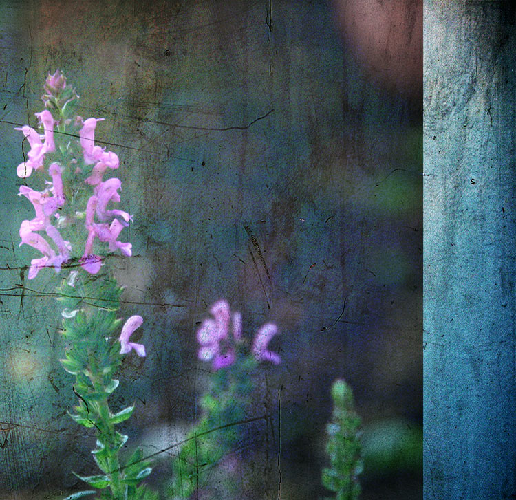 antique garden