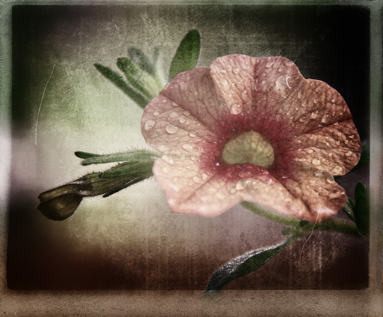 sadness of spring