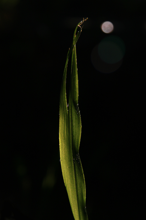 Garden Nocturne