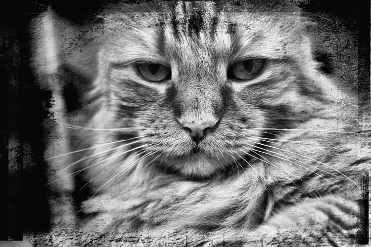 spellbound
