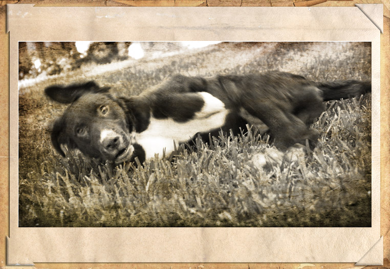 Rollover Beethoven
