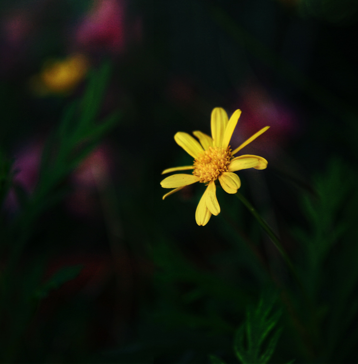 fleur de nuit