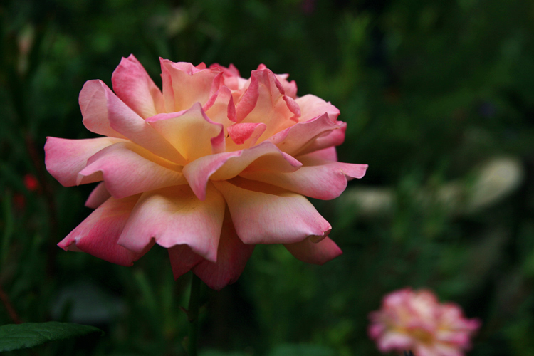 Peace Rose