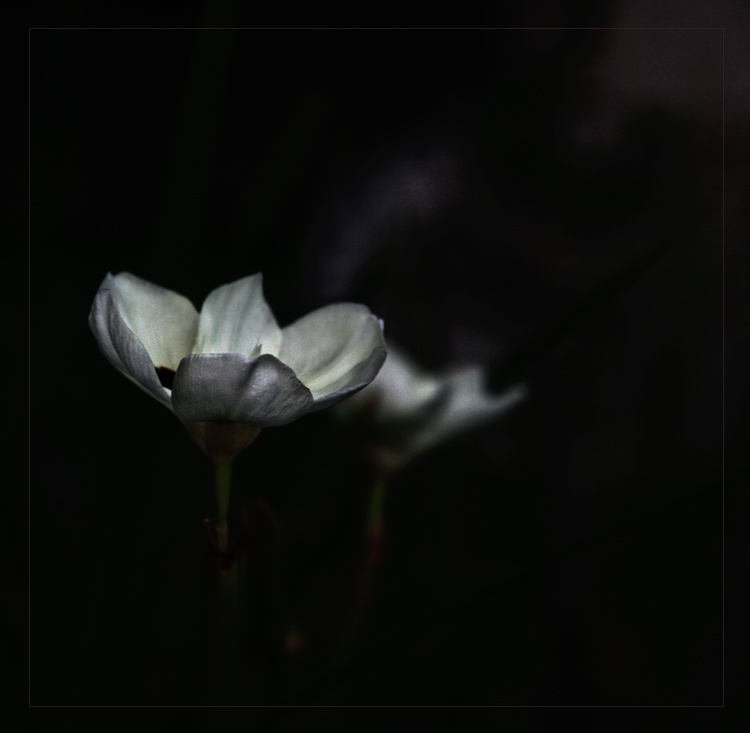 clandestine