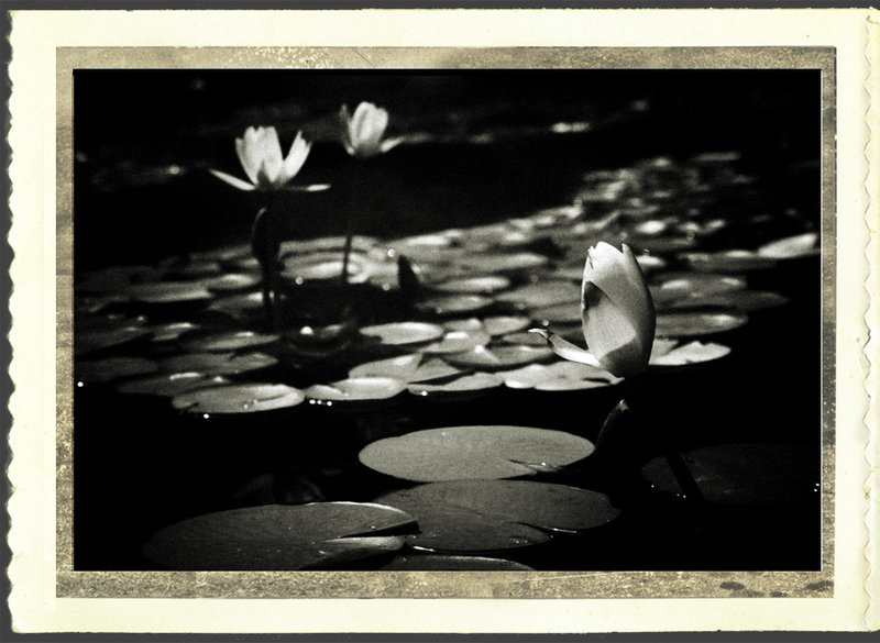 Water Lilies