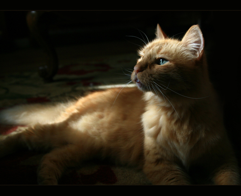 Inquisitive Eye