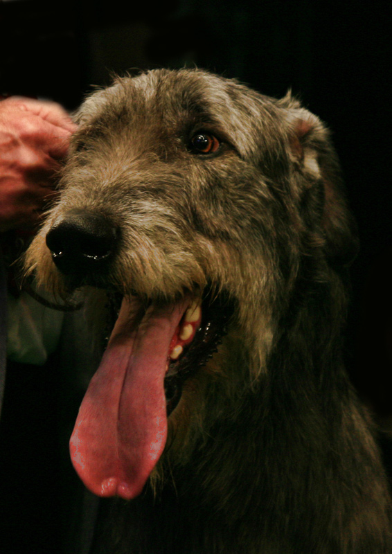 Irish Wolfhound