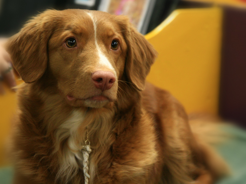 Novia Scotia Duck Tolling Retriever