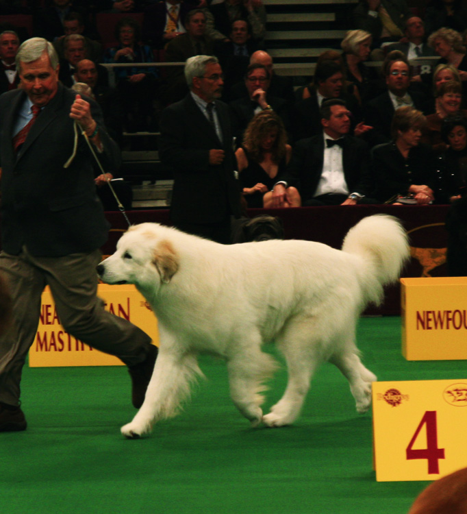 Great Pyrenees
