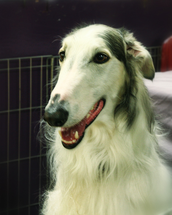 Borzoi