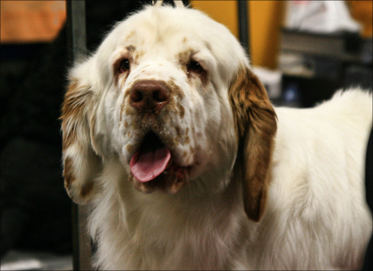 Clumber Spaniel