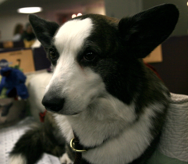 Cardigan Welsh Corgi