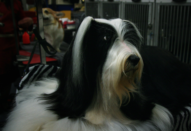 Tibetan Terrier