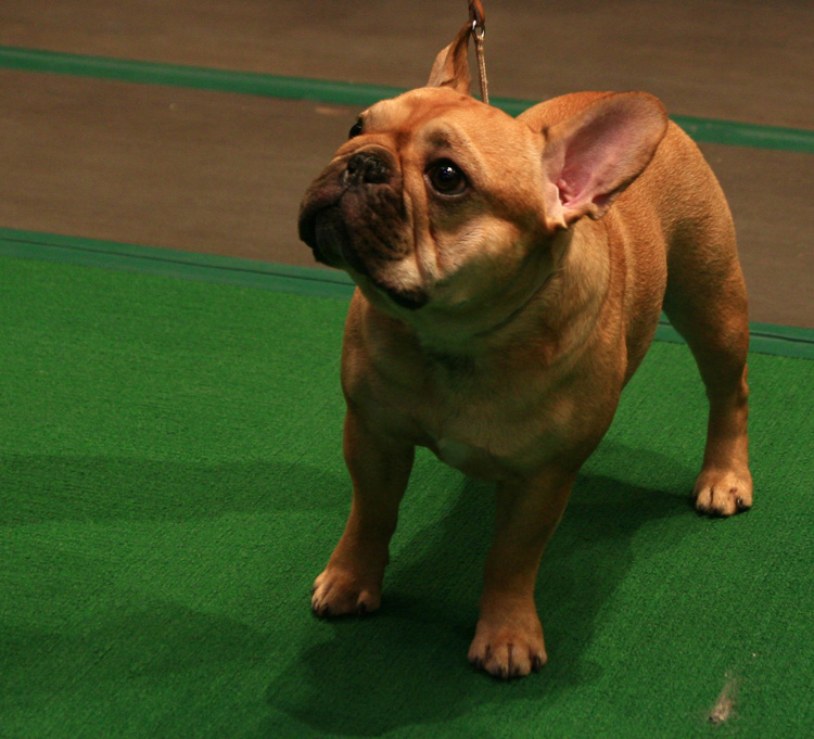 French Bulldog