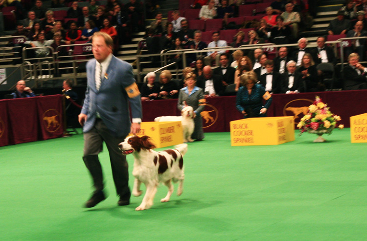 Irish Red and White Setter