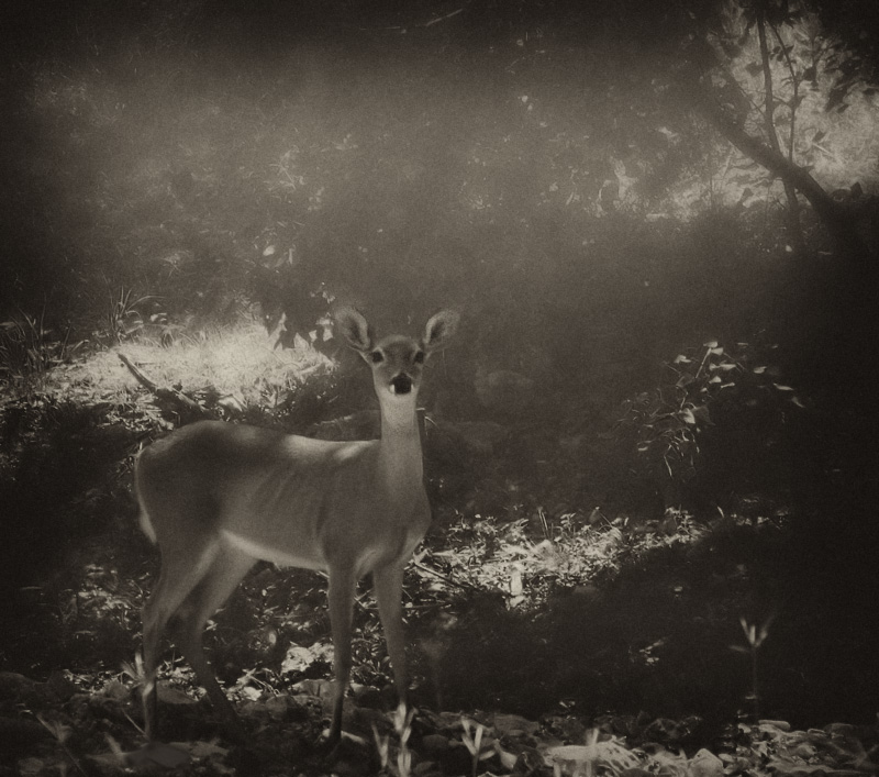 morning mist