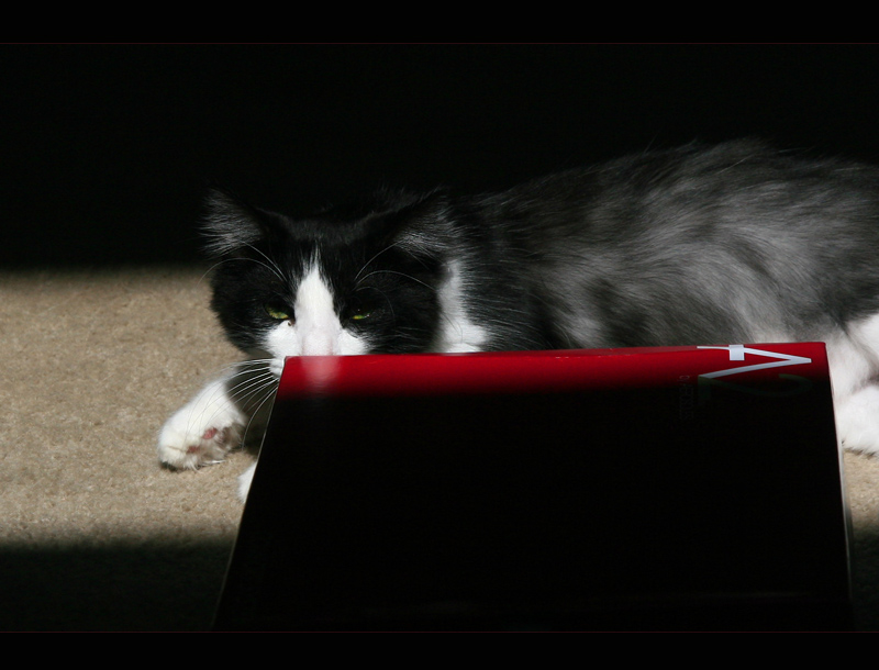 Miles and the red shoe box