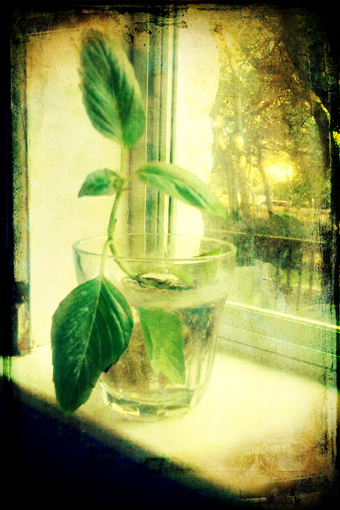 Basil in the window