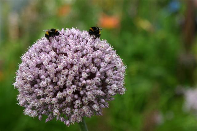 Flower Show 057 (Small).jpg