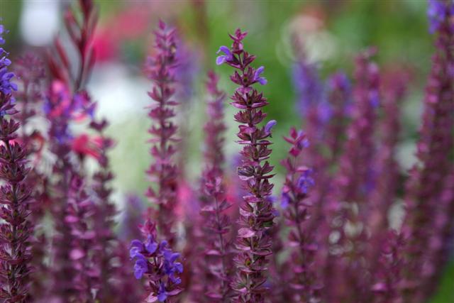 Flower Show 102 (Small).jpg