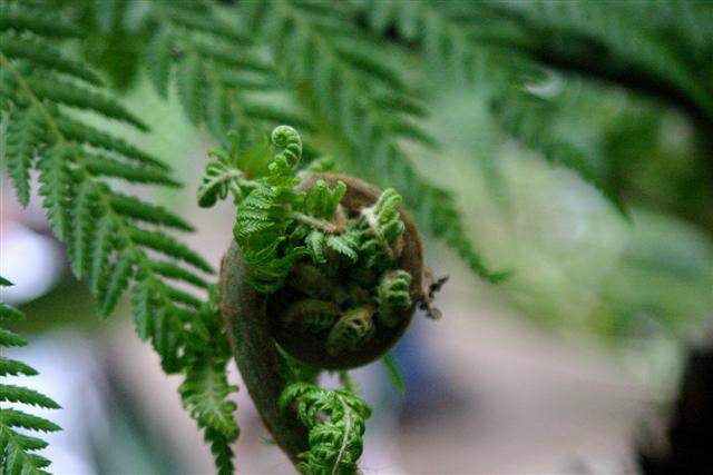 Flower Show 111 (Small).jpg