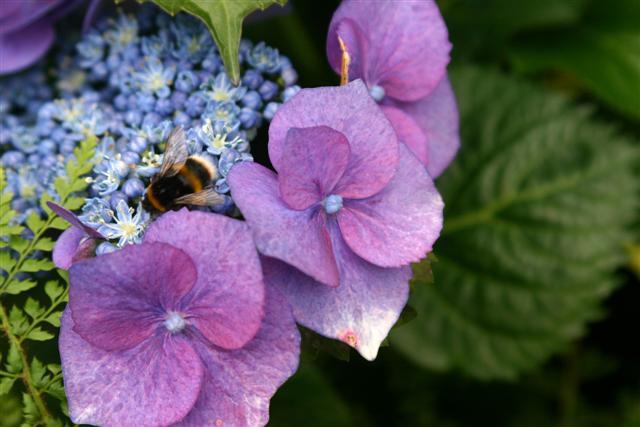 Flower Show 122 (Small).jpg