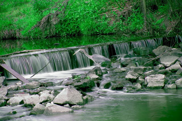 CRW_6651_heron_at_the_weir.jpg