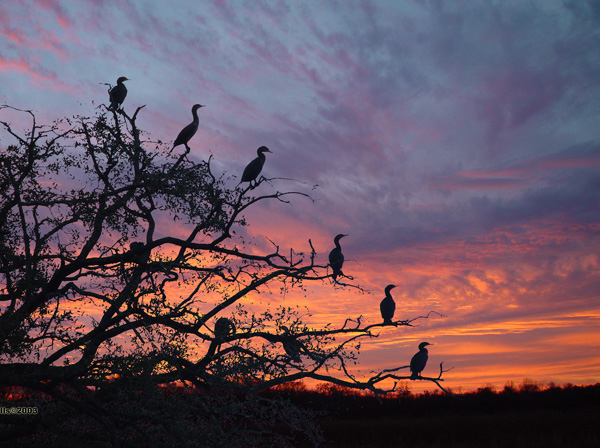 cormorant_sunset.jpg