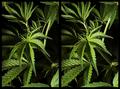 3D Nature